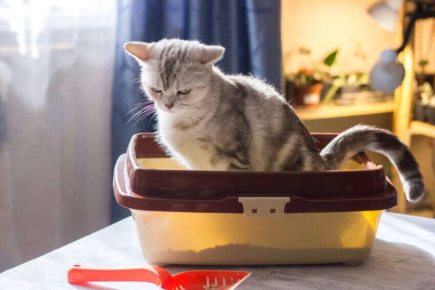 猫のトイレトレーニング~しつけのポイント、うまくいかないときの原因・対処法~